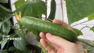 梦见上地摘瓜吃